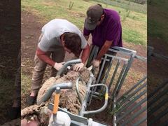 Sheep Turnover Crate Catcher Sheep